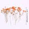 Real Dried Baby&#x27;s Breath Flowers 36 pcs